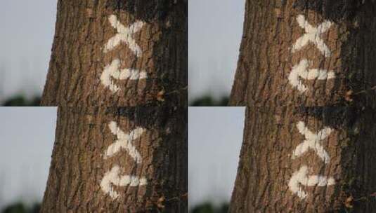 树木主干上的箭头标记高清在线视频素材下载
