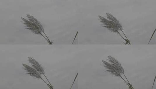 植物空镜头高清在线视频素材下载