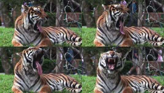 一只大老虎坐在动物园的草地上高清在线视频素材下载