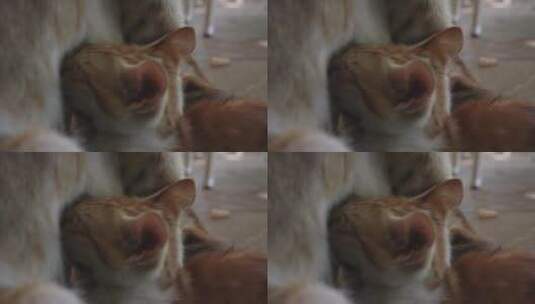 小猫咪吃母乳高清在线视频素材下载