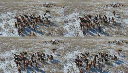 草原冬季马群高清在线视频素材下载