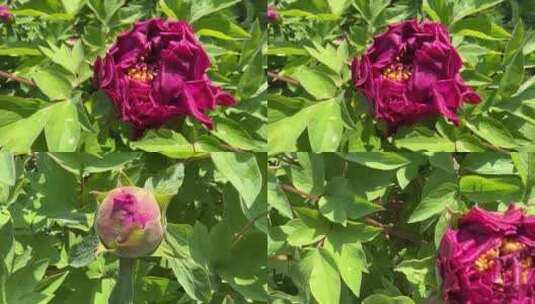 【镜头合集】夏季含苞待放的国花牡丹高清在线视频素材下载