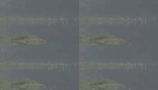 白鹭苍鹭栖息地LOG高清在线视频素材下载
