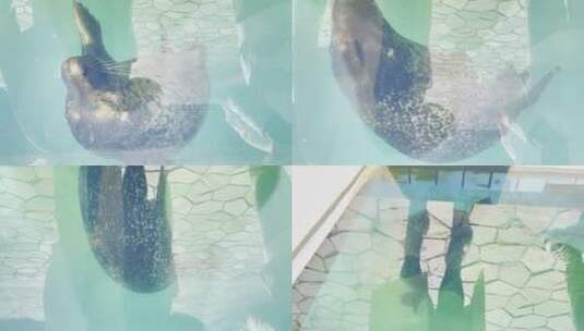 水族馆游客拍海豹互动海狗高清在线视频素材下载