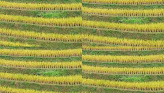 广西桂林龙脊梯田自然风光高清在线视频素材下载
