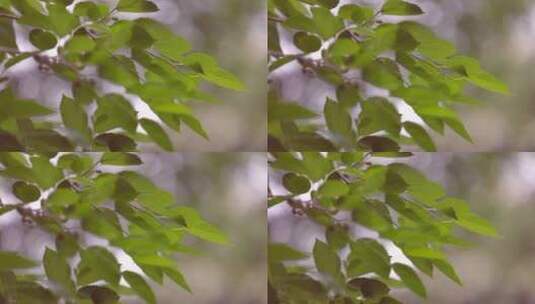 春日里成熟的枇杷水果在风中摇摆高清在线视频素材下载