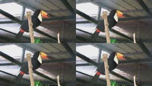 巨嘴鸟鵎鵼观赏鸟热带鸟高清在线视频素材下载
