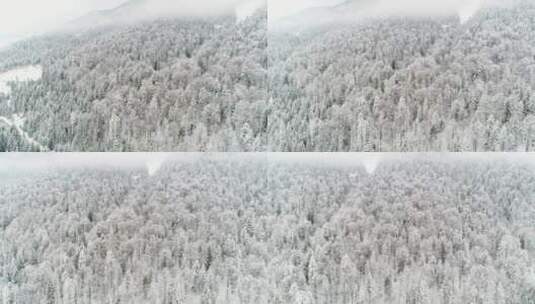 飞过一片美丽的森林_完全冰冻高清在线视频素材下载