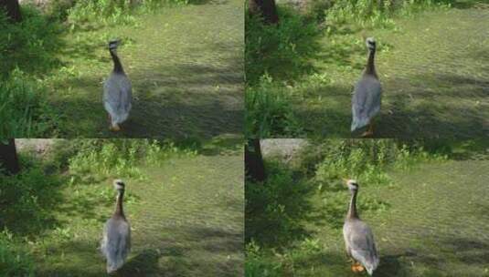 鸭子斑头雁在草地街道上行走高清在线视频素材下载