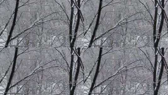 雪从空树上飘落下来高清在线视频素材下载