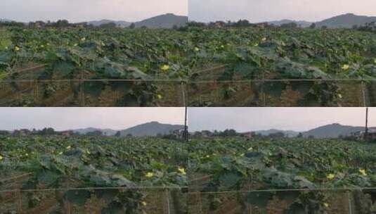 丝瓜种植基地高清在线视频素材下载