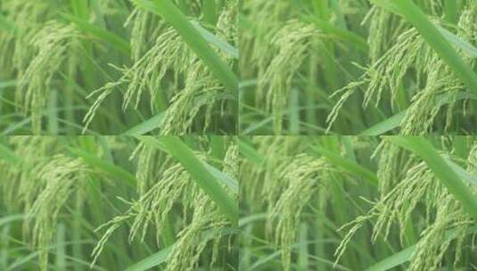 农田里绿色的稻苗高清在线视频素材下载