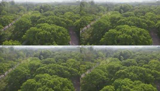 上海世纪公园4K航拍高清在线视频素材下载