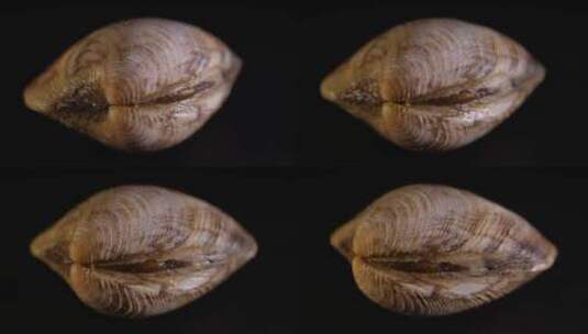 白贝蛤蜊花甲蚬子高清在线视频素材下载