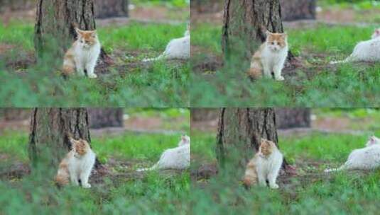 公园里野生流浪的橘猫高清在线视频素材下载