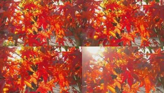 秋天里的红色枫叶高清在线视频素材下载