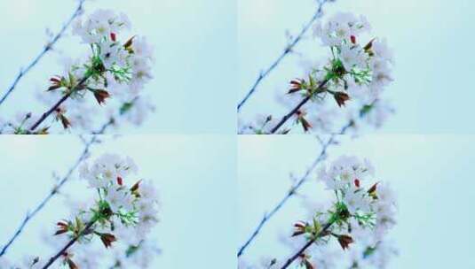 洁白的樱花高清在线视频素材下载