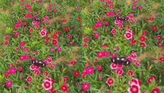 花朵美丽的蝴蝶谷高清在线视频素材下载