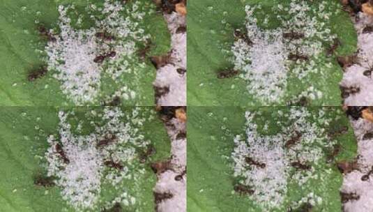 微距摄影 蚂蚁吃糖1高清在线视频素材下载