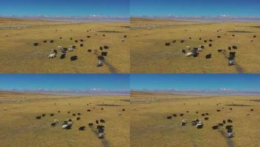 新疆巴音布鲁克草原牧场风光高清在线视频素材下载