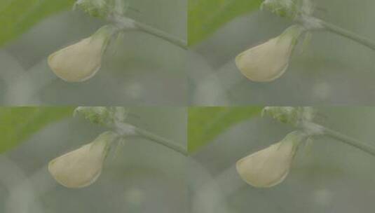 丝瓜开花的花苞微距拍摄LOG高清在线视频素材下载