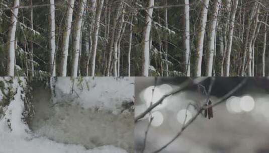 冬季大雪森林枯木树枝结冰高清在线视频素材下载