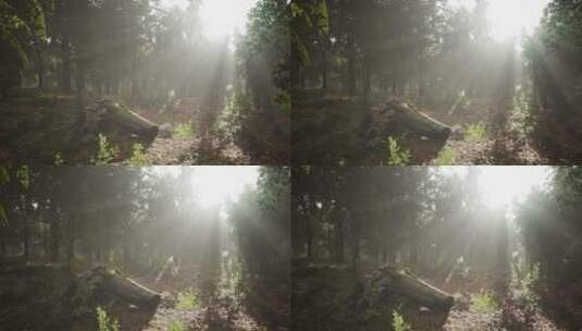 森林树木自然景观高清在线视频素材下载
