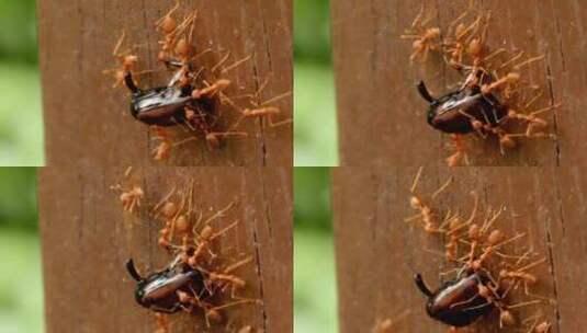 蚂蚁将猎物搬走的场面高清在线视频素材下载