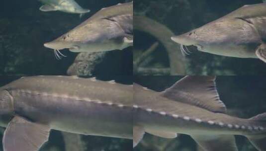 水族馆水下游泳的鲟鱼高清在线视频素材下载