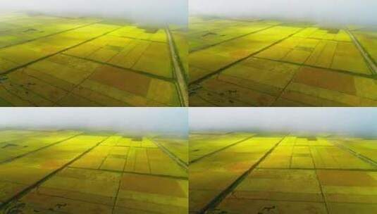 早晨，云雾下金黄的稻田高清在线视频素材下载