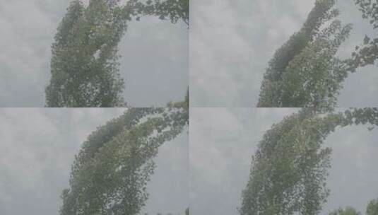 被风吹动的树叶高清在线视频素材下载