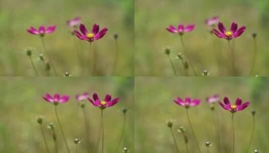 高清4k两朵紫红色的花微风田园农业植物秋天高清在线视频素材下载