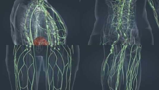淋巴系统 医学 人体 器官 三维 动画高清在线视频素材下载