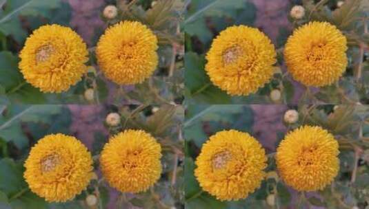 波斯菊花朵高清在线视频素材下载