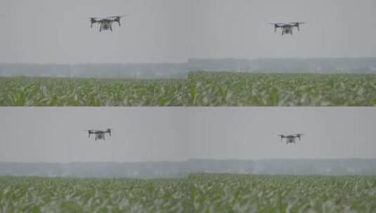 农业植保无人机喷洒农药现代科技东北玉米田高清在线视频素材下载