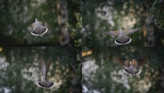 飞翔的鸽子高清在线视频素材下载