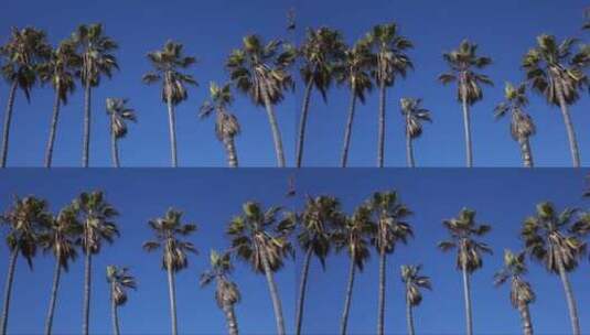 蓝天下的棕榈树高清在线视频素材下载