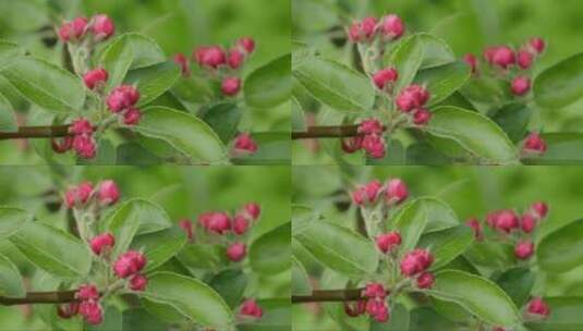 苹果树枝条上粉色的花蕾高清在线视频素材下载