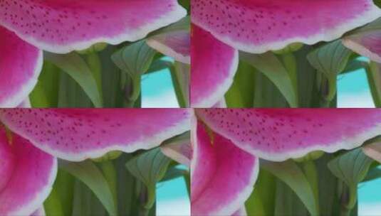 粉红色花朵特写 (3)高清在线视频素材下载