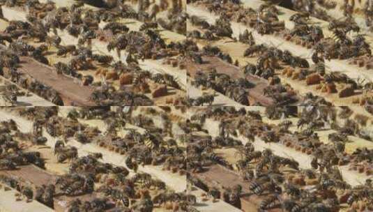 蜜蜂覆盖的蜂窝高清在线视频素材下载