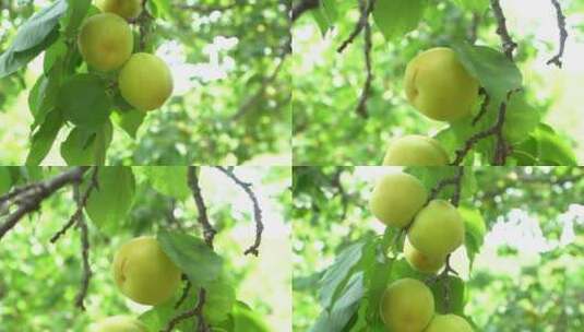 南国梨 水果 果树 果实 丰收高清在线视频素材下载