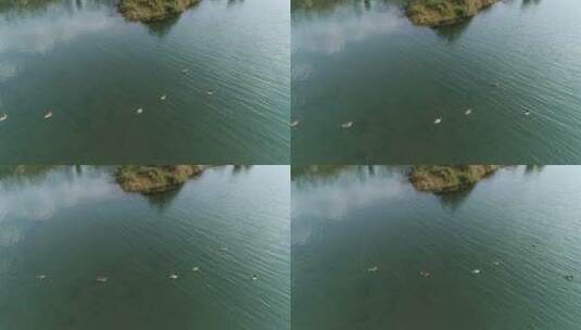 航拍冬天青衣江河面上的野鸭成群高清在线视频素材下载