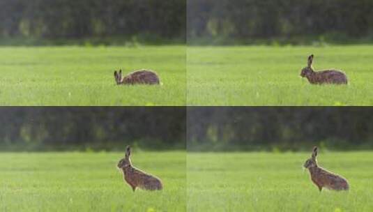 兔子在野外吃草高清在线视频素材下载