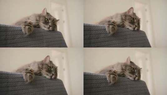 趴在沙发上睡觉的小猫咪高清在线视频素材下载