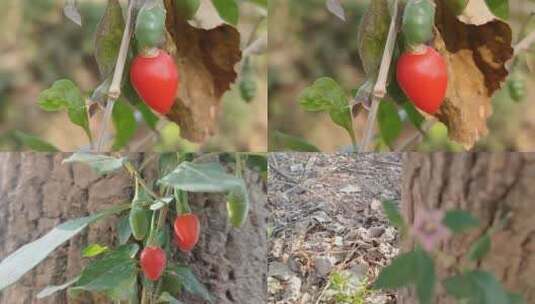 枸杞实拍高清在线视频素材下载