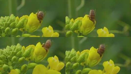 春天金黄色的油菜花上蜜蜂采蜜慢镜头高清在线视频素材下载