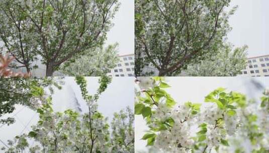 春天白色梨花盛开高清在线视频素材下载