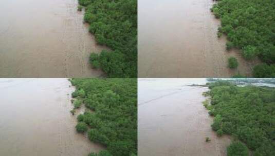 江门台山镇海湾红树林自然保护区航拍高清在线视频素材下载