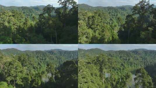 航拍西双版纳原始森林高清在线视频素材下载