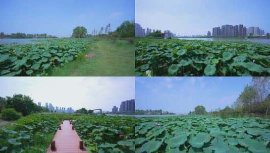 武汉江夏区汤逊湖壹号湿地公园4K视频合集高清在线视频素材下载